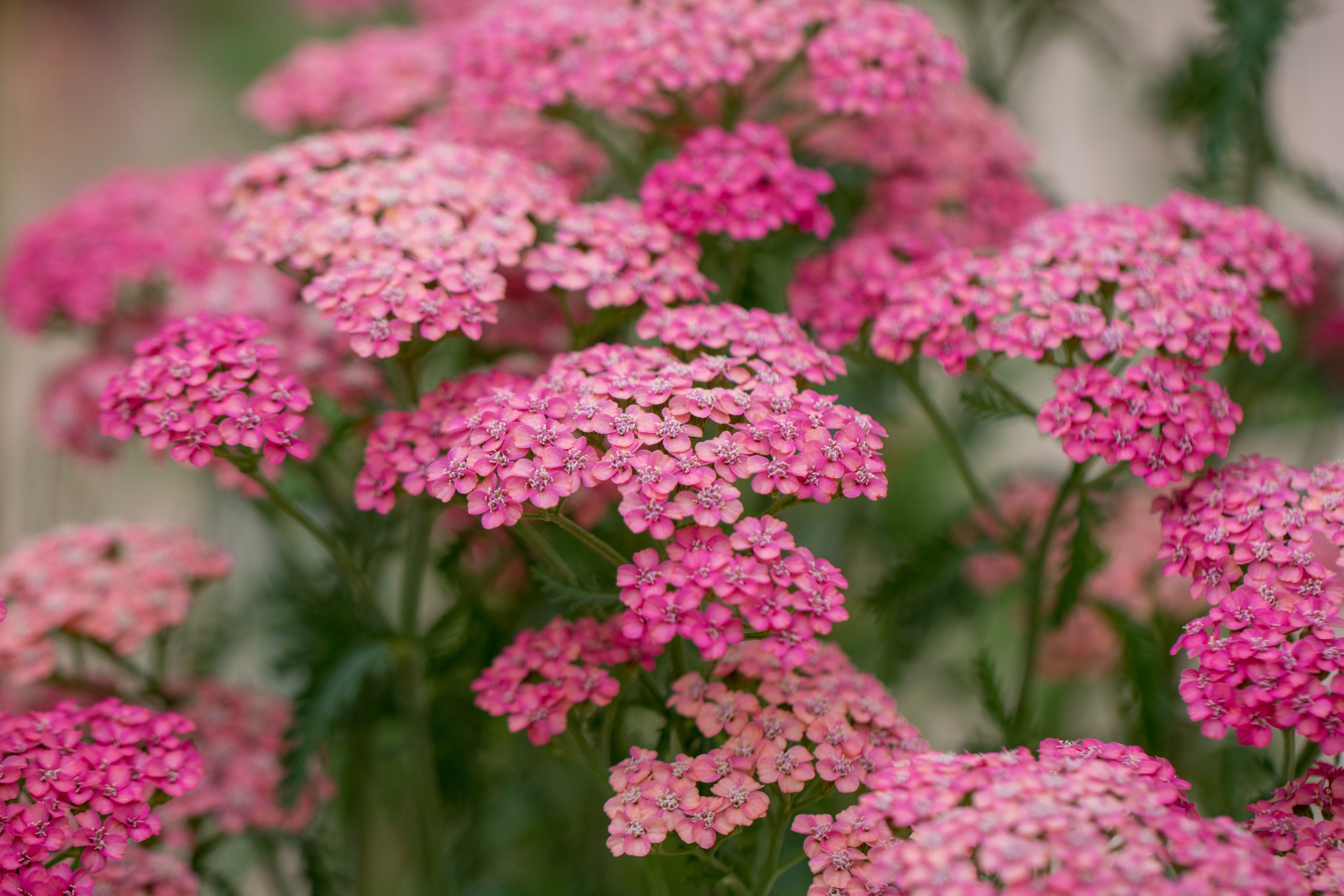 Achillea