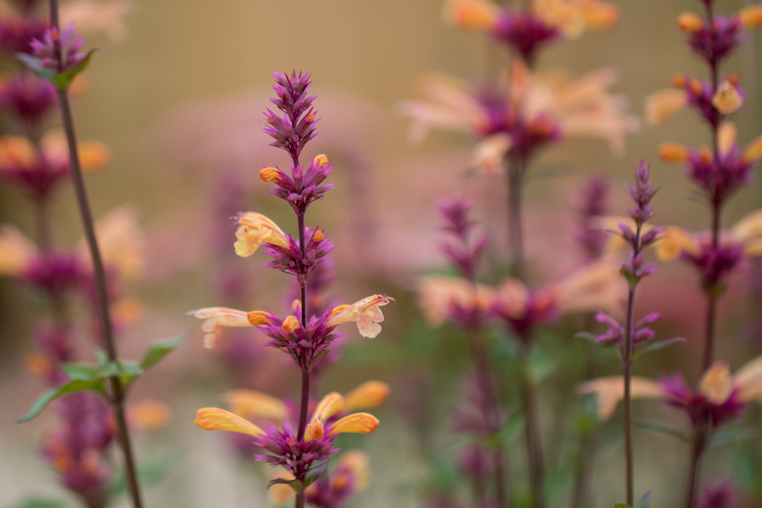 agastache-mango-tango