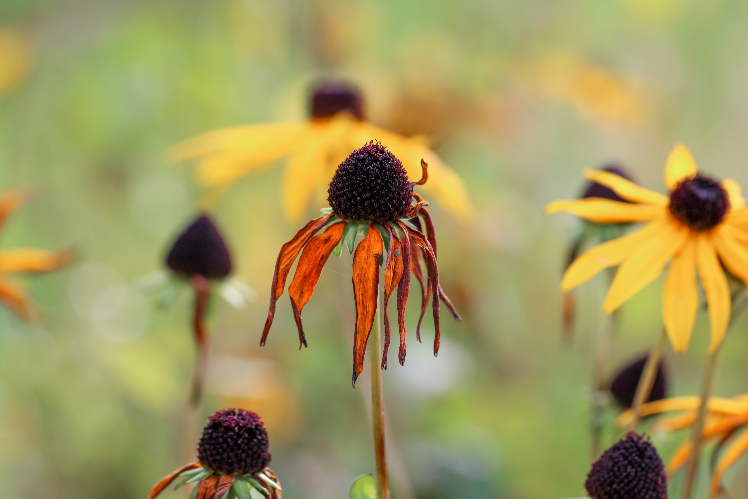 autumn-rudbeckia