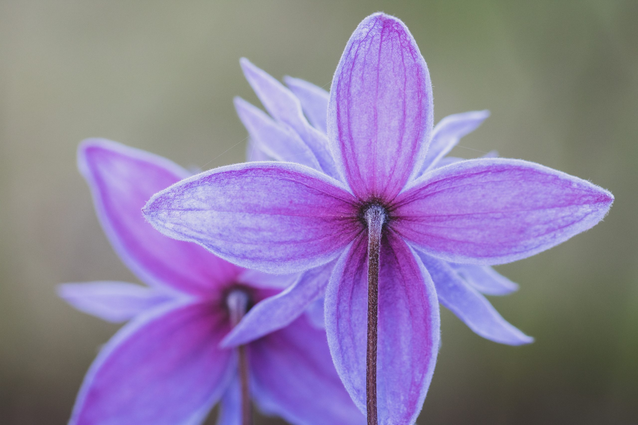 clematis-macropetala-in-bloom