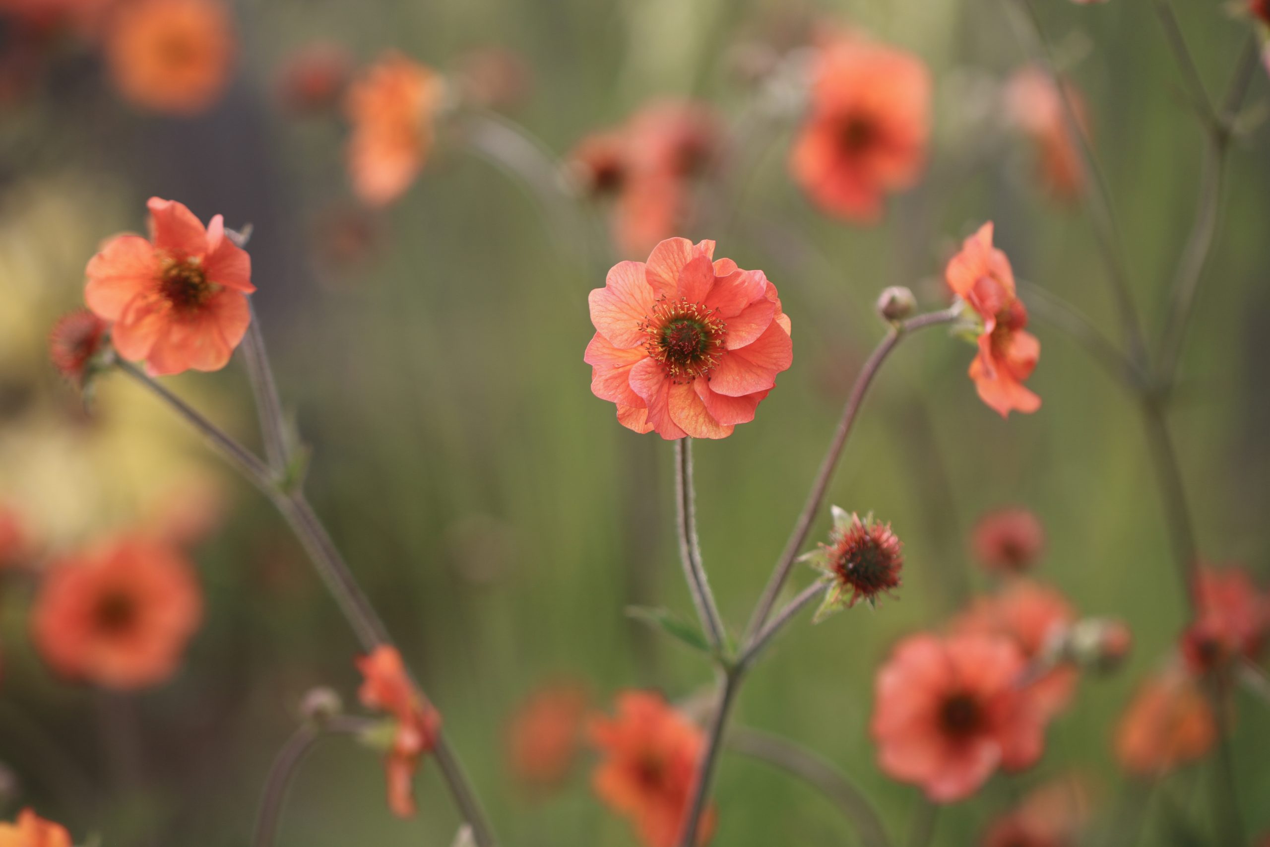 geum-totally-tangerine