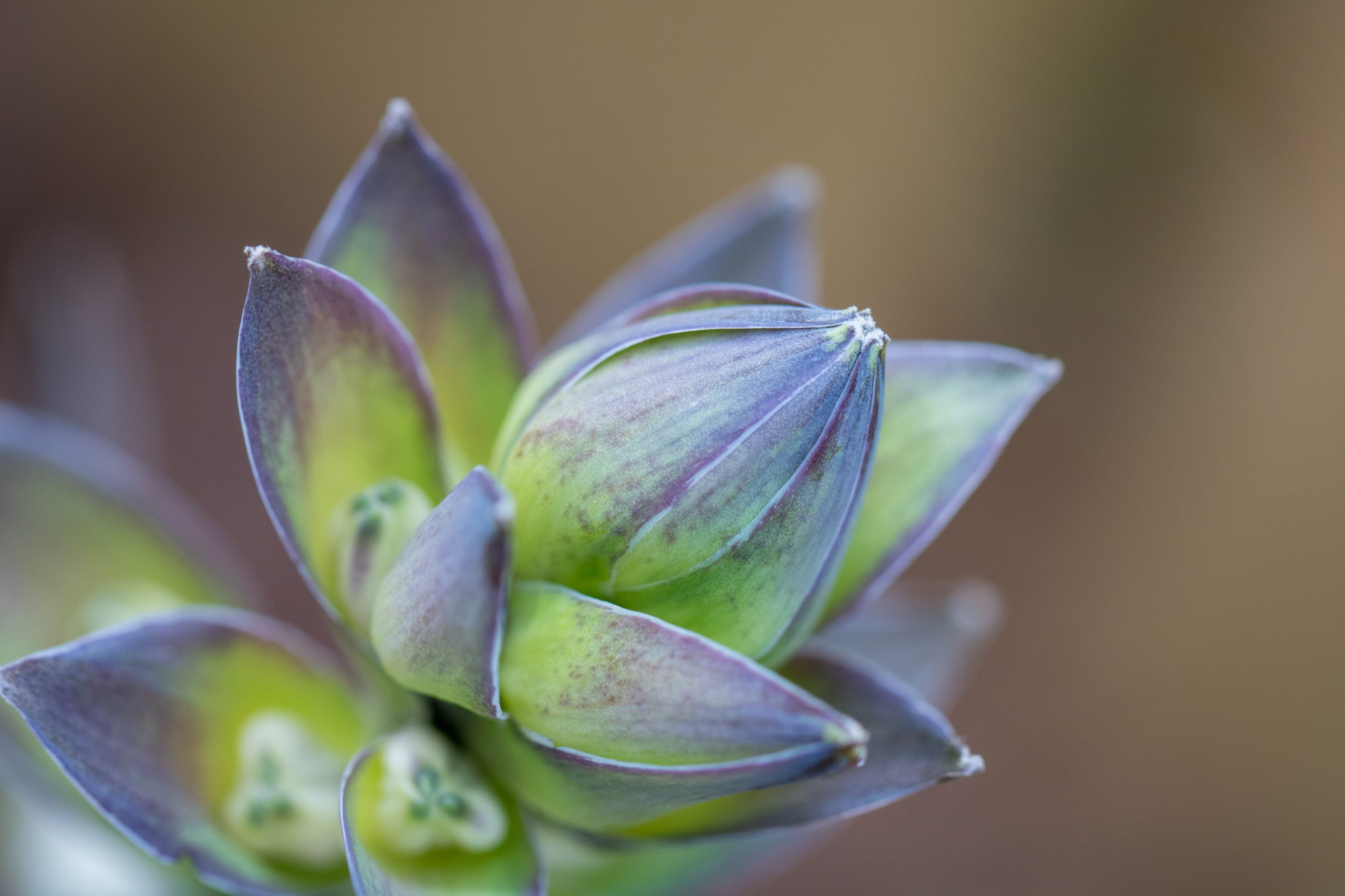 hosta-flower