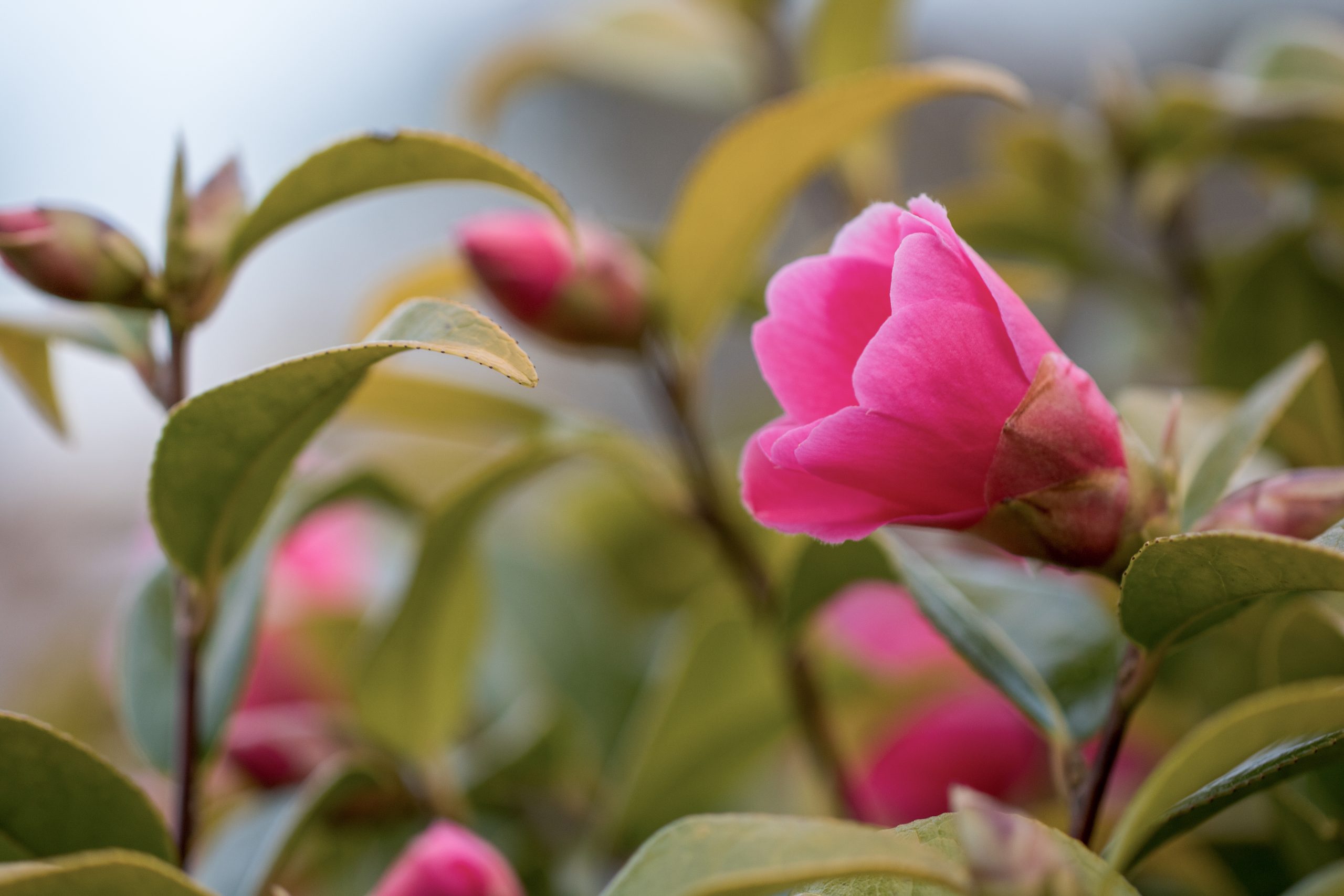 pink-camelia-flowers